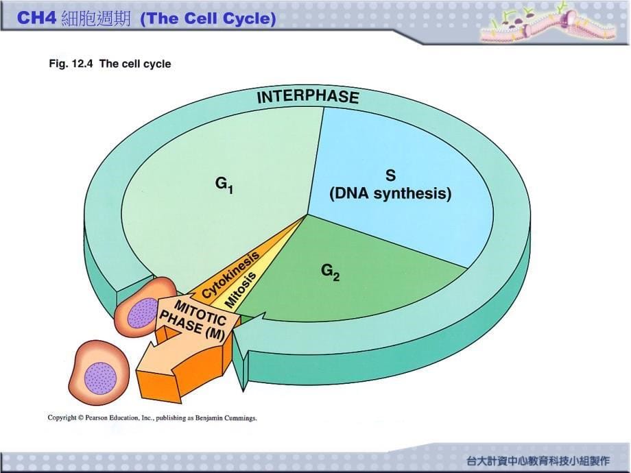 四章細胞週期thecellcycle_第5页