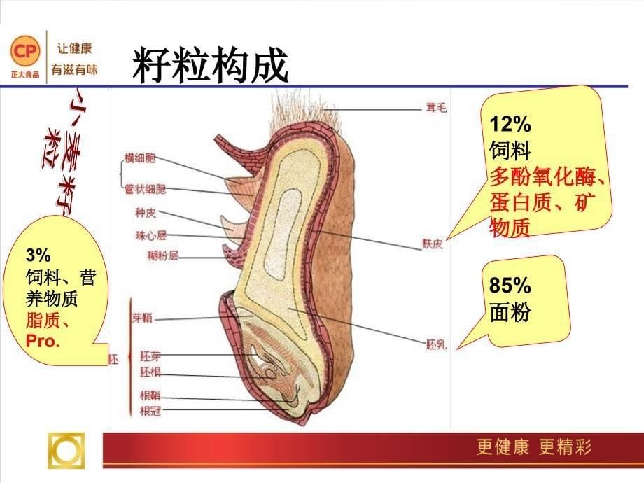 小麦面粉及其在食品中的应用课件_第5页