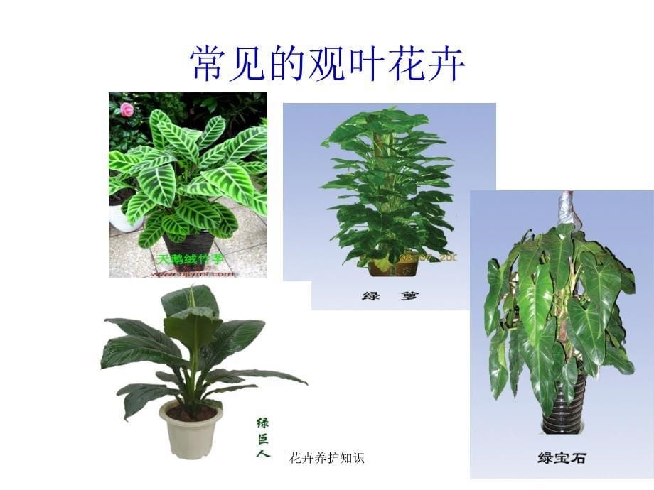 最新花卉养护知识_第5页