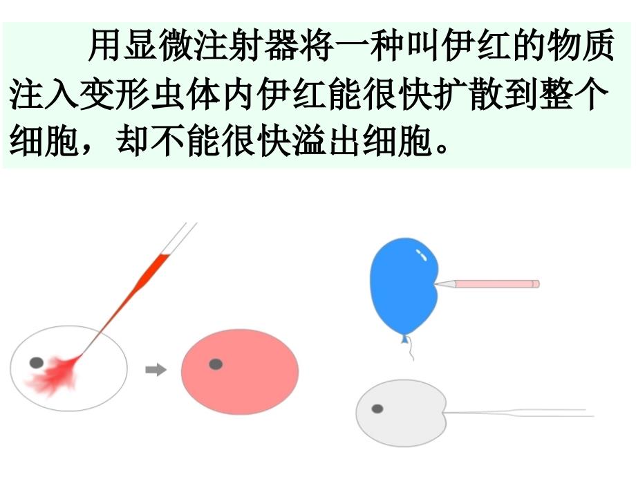 必修10301细胞膜——系统的边界PPT文档_第4页