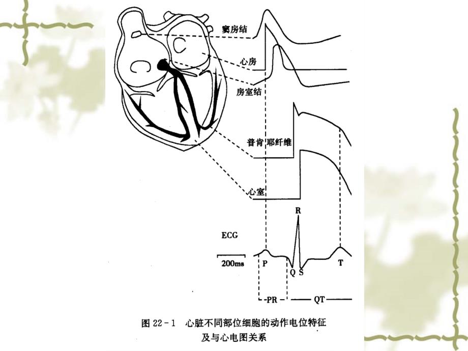 药理学：第二十二章 抗心律失常药_第4页