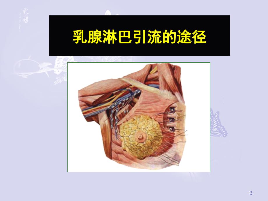 乳腺淋巴结ppt课件_第3页