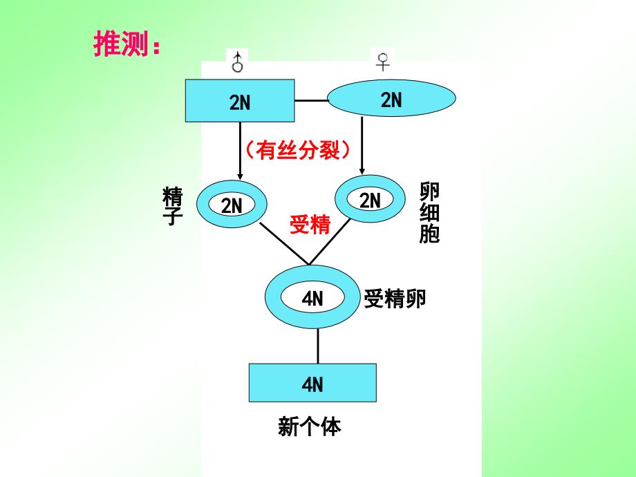 21减数分裂和受精作用_第3页