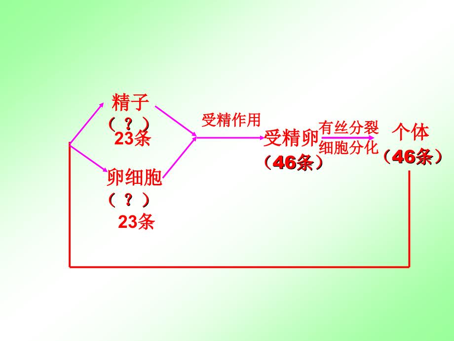 21减数分裂和受精作用_第4页