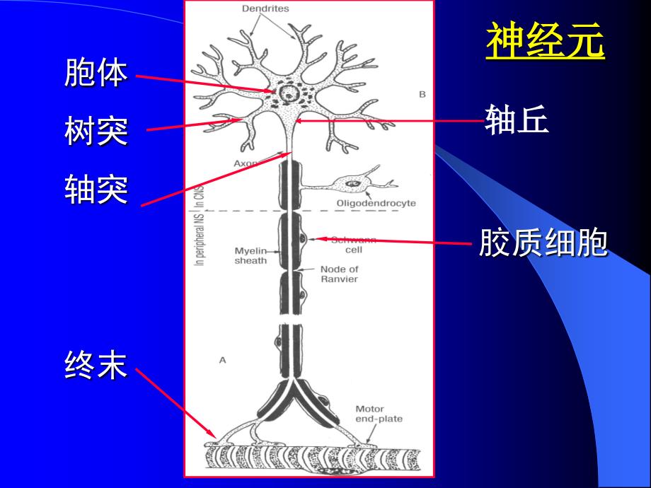 组织学与胚胎学课件：CH7 神经组织_第4页