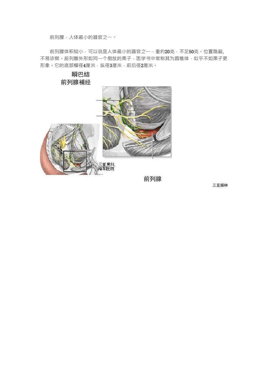 前列腺的图片_第1页