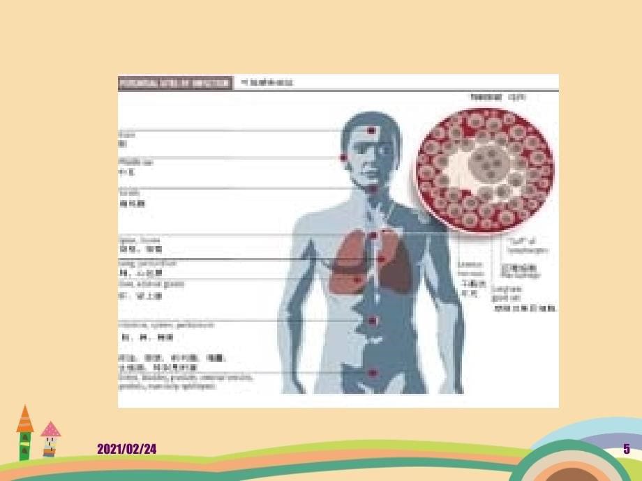 医药类抗结核课件_第5页