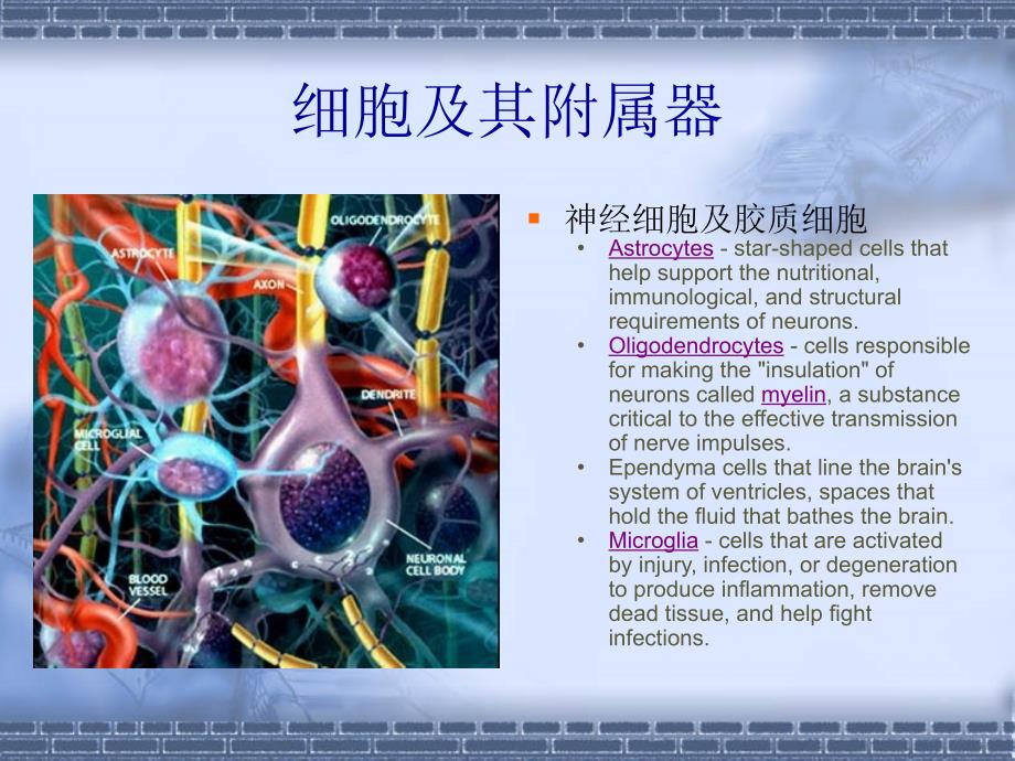 神经毒理学基本知识及实验方法_第4页