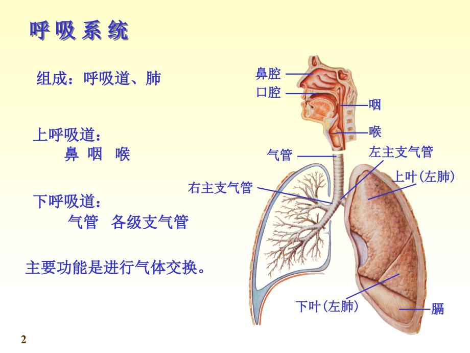 《系统解剖学》第七版教学课件：chapter06呼吸系统_第2页