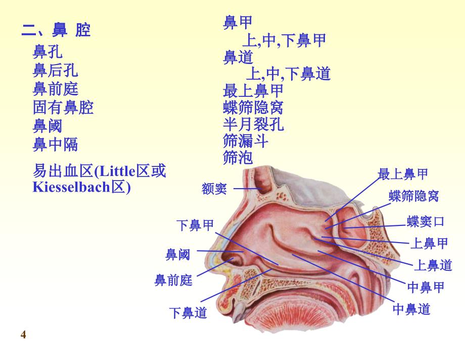 《系统解剖学》第七版教学课件：chapter06呼吸系统_第4页