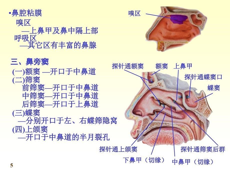 《系统解剖学》第七版教学课件：chapter06呼吸系统_第5页