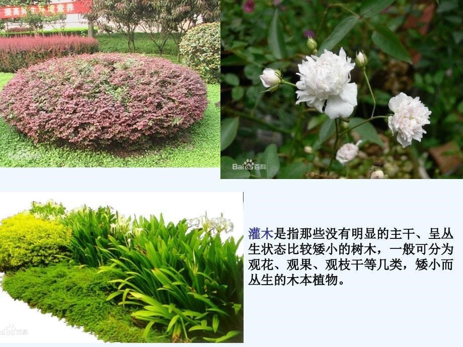 校园植物调查研究_第5页