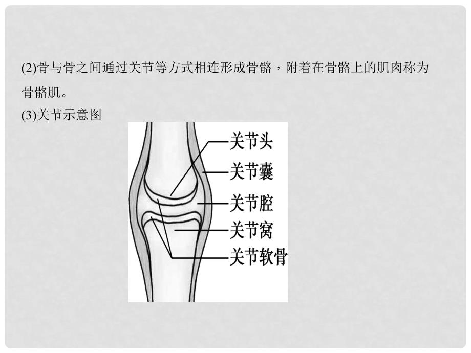 中考生物 第二章 动物的运动和行为复习课件_第4页