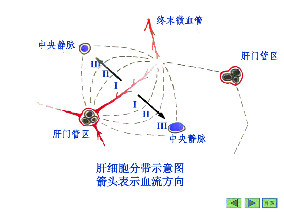 二十二章肝生物化学_第4页