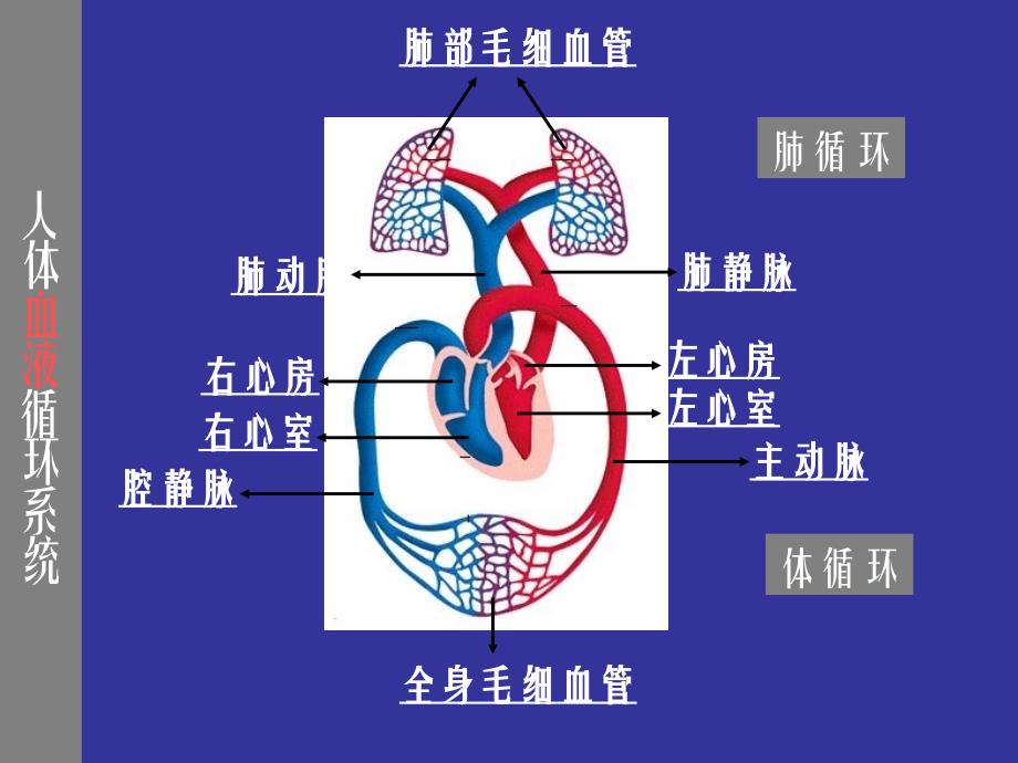 系统在人体内环境中的作用.ppt_第2页