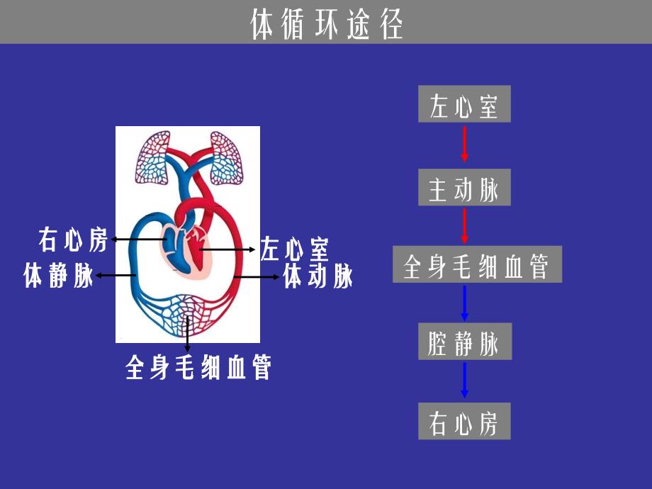 系统在人体内环境中的作用.ppt_第3页