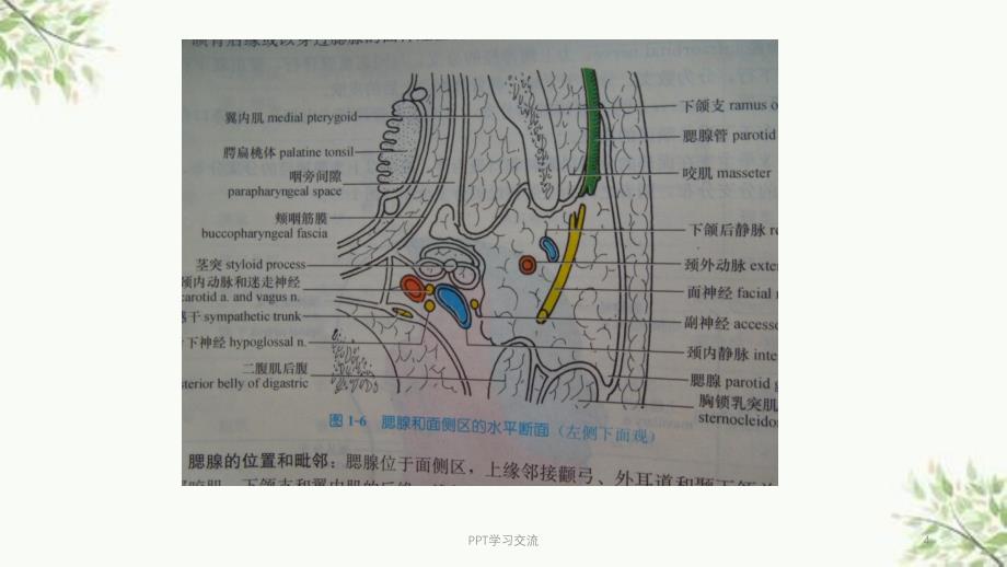 腮腺混合瘤MRI表现课件_第4页