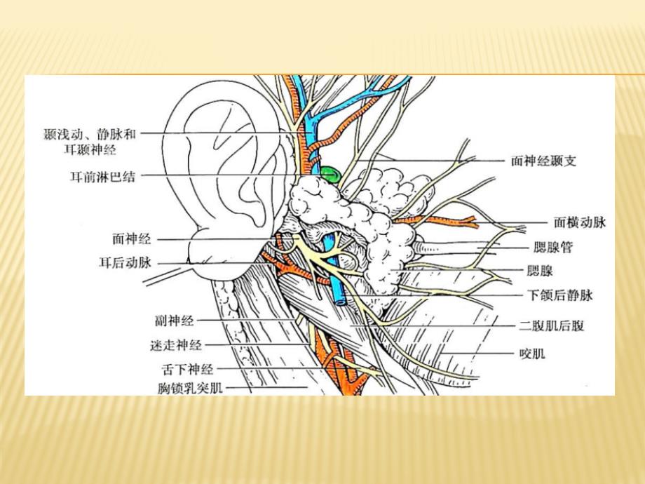 涎腺超声诊断ppt课件_第4页