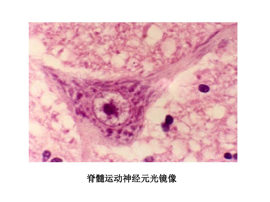 神系镜下图片_第1页