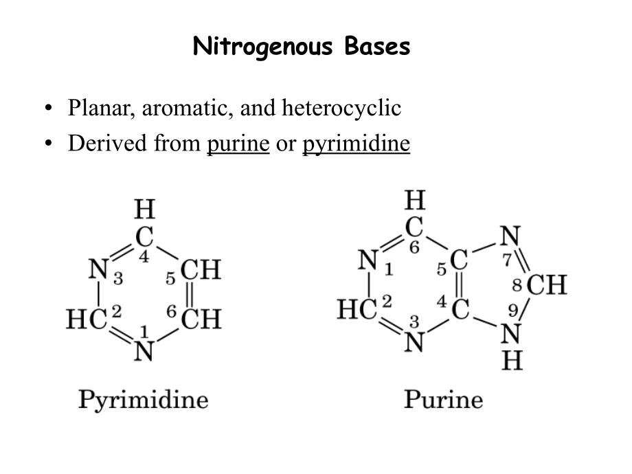 生物化学ii苏维恒核酸的降解与核苷酸代谢_第3页