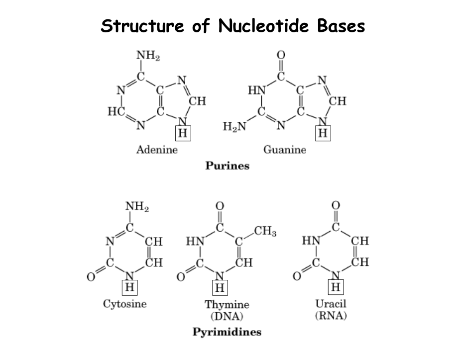 生物化学ii苏维恒核酸的降解与核苷酸代谢_第4页