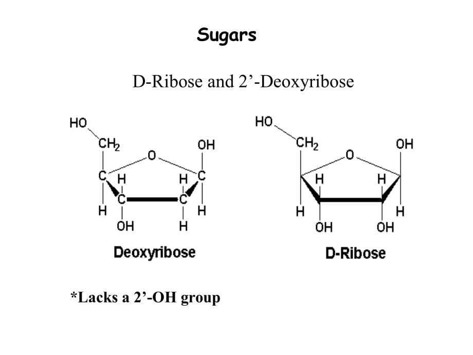 生物化学ii苏维恒核酸的降解与核苷酸代谢_第5页