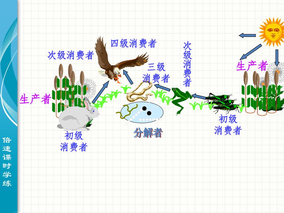 生态系统的稳定性+课件(共张PPT)_第4页