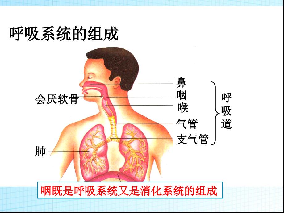 呼吸道对空气的处理PPT课件25_第2页