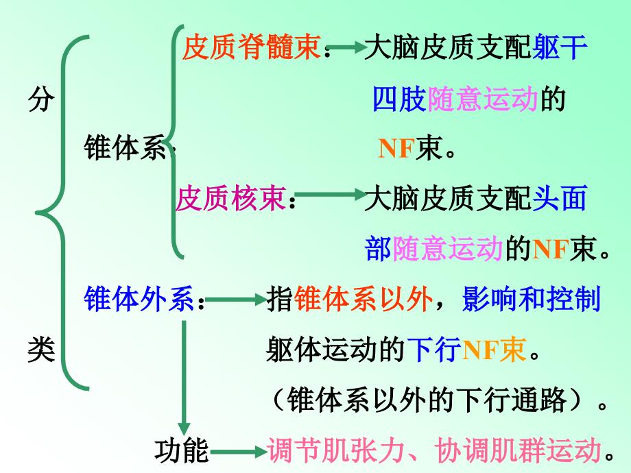 运动传导路教学课件_第2页