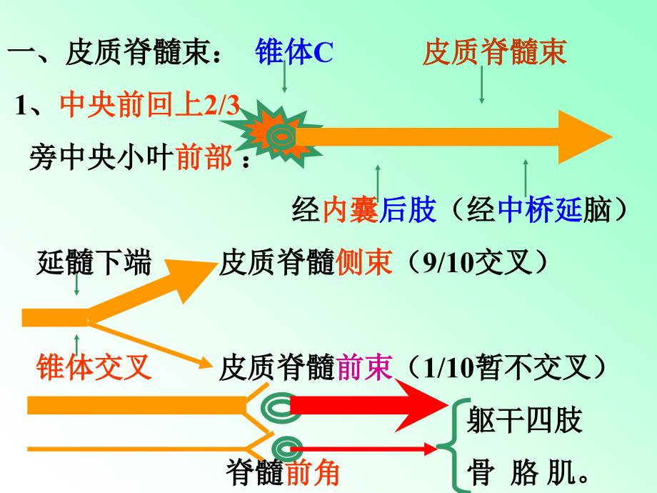 运动传导路教学课件_第3页