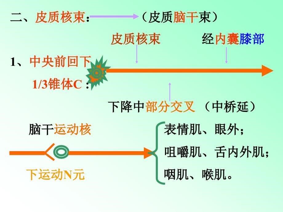 运动传导路教学课件_第5页