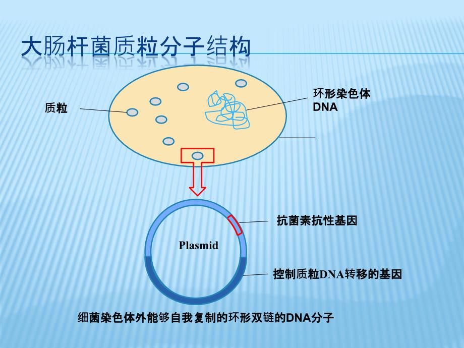 实验碱裂解法小量制备质粒_第3页