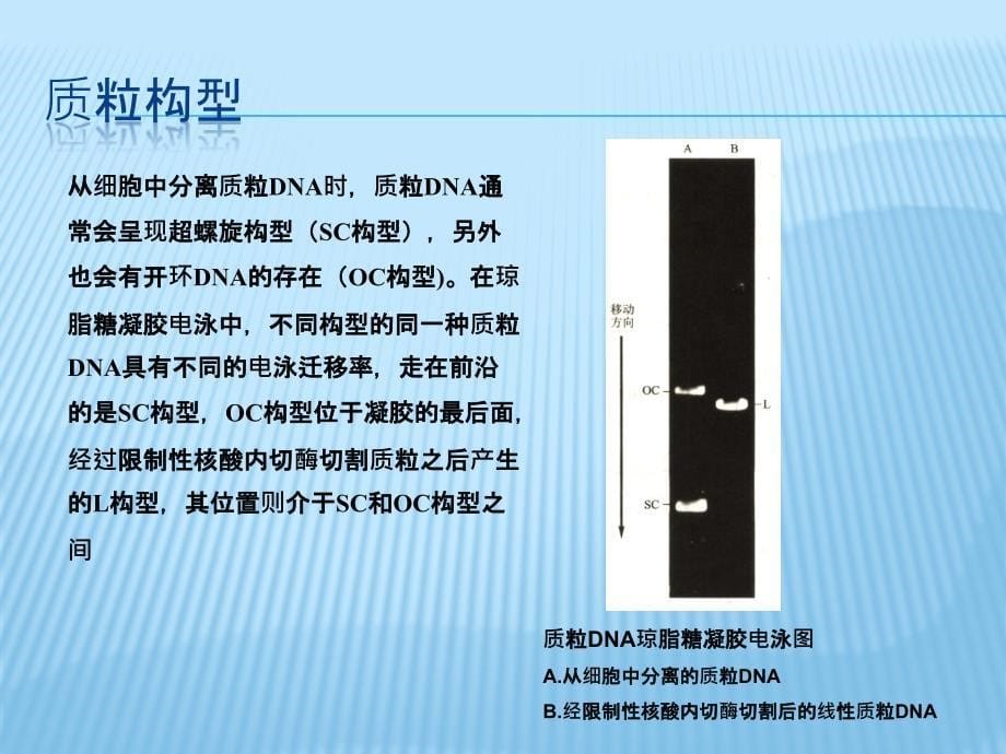 实验碱裂解法小量制备质粒_第5页