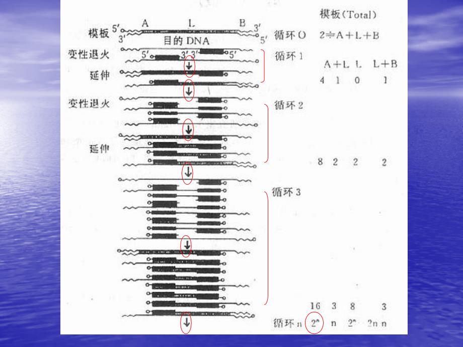 哺乳动物DNA的快速分离与PCR扩增_第4页