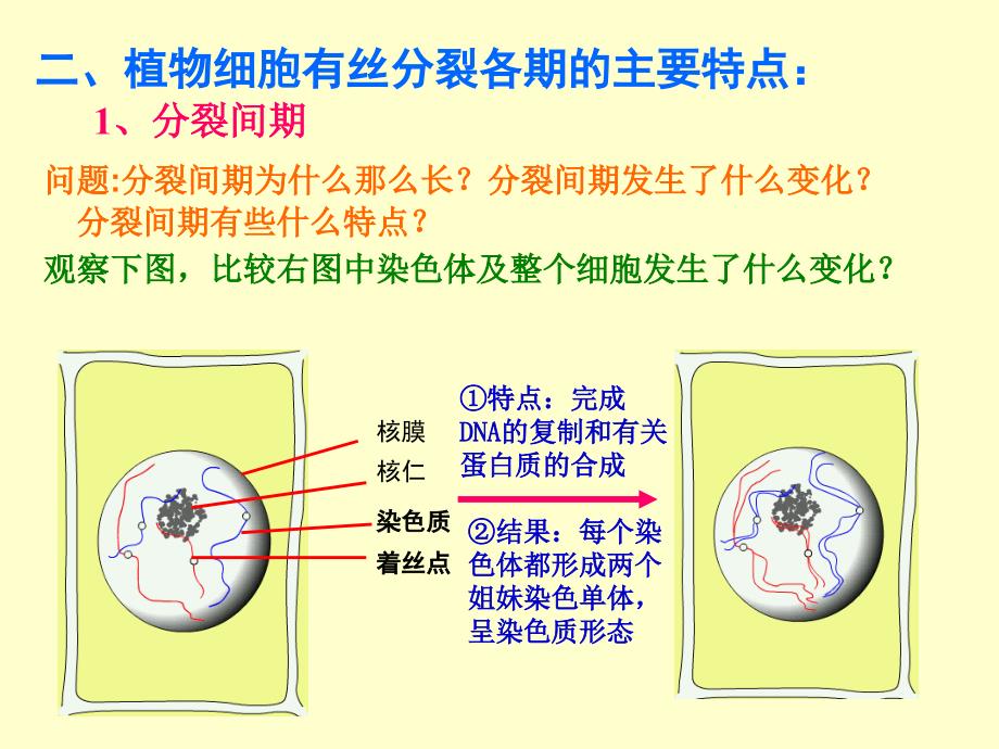 最新人教版教学课件云南省弥勒县庆来中学高一生物 细胞的生命历程(课件)PPT文档_第3页