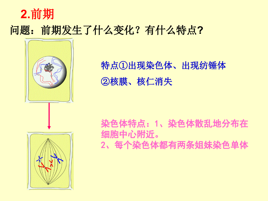 最新人教版教学课件云南省弥勒县庆来中学高一生物 细胞的生命历程(课件)PPT文档_第4页