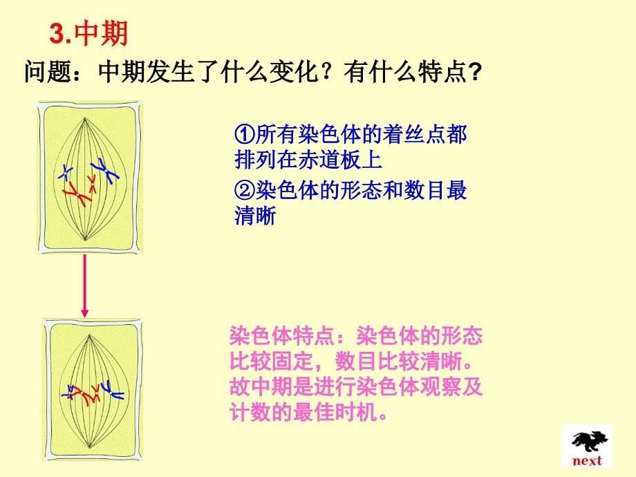 最新人教版教学课件云南省弥勒县庆来中学高一生物 细胞的生命历程(课件)PPT文档_第5页