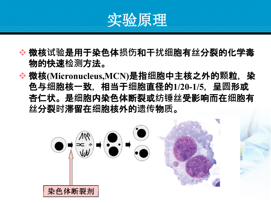 骨髓细胞微核实验_第2页