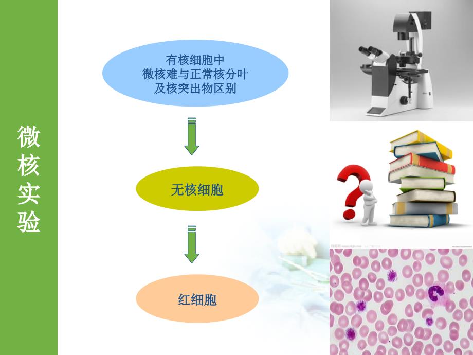 骨髓细胞微核实验_第4页