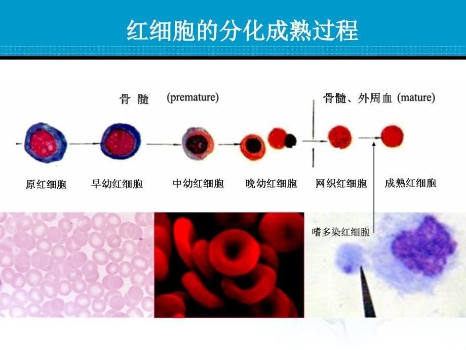 骨髓细胞微核实验_第5页