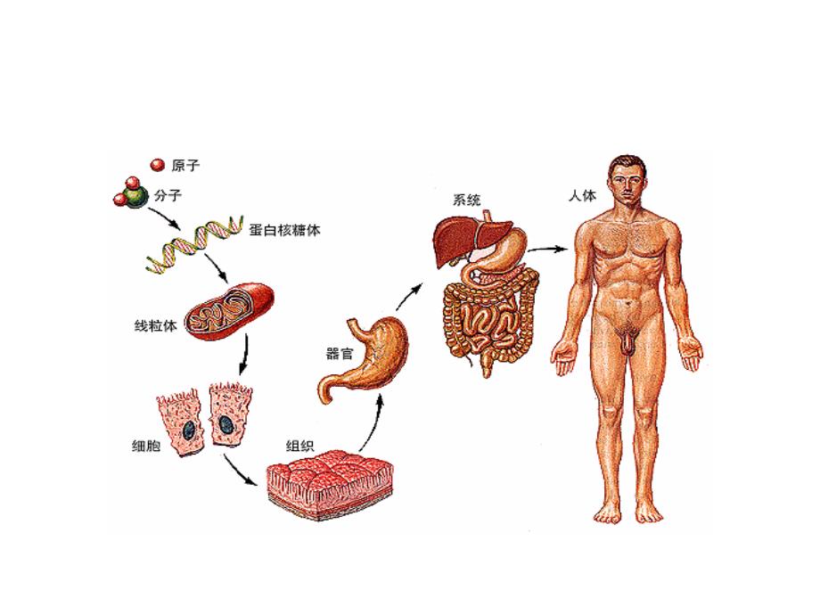 人体生理知识简介教程文件_第4页