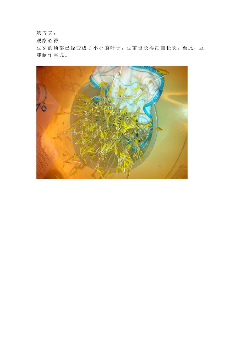 二6班林语欣种植豆芽菜的观察.doc_第4页