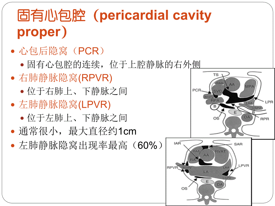 心包隐窝及心包窦_第3页