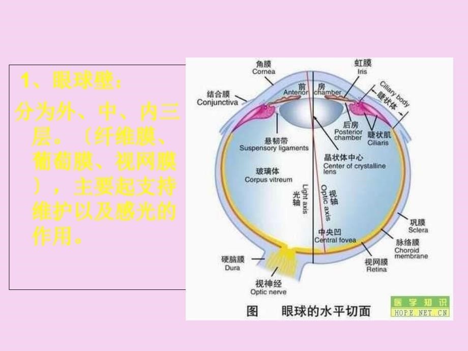 接触眼科眼科员工培训资料ppt课件_第5页