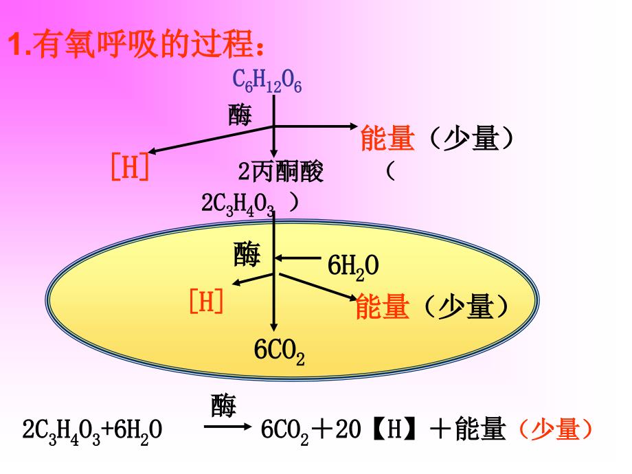 高一生物细胞呼吸课件_第2页