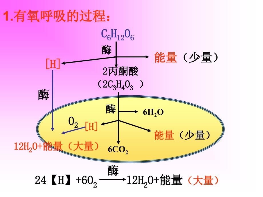 高一生物细胞呼吸课件_第3页