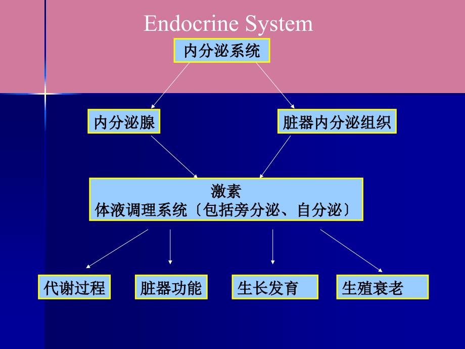 内分泌的分子生物学finalppt课件_第1页