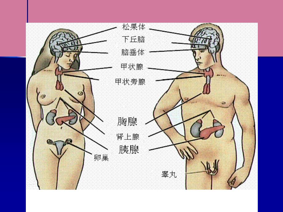 内分泌的分子生物学finalppt课件_第2页