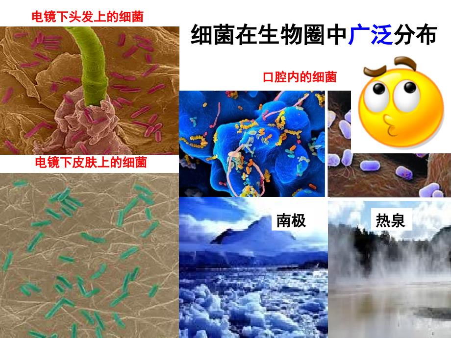 新人教版八年级生物上册第四章第二节《细菌》课件_第2页