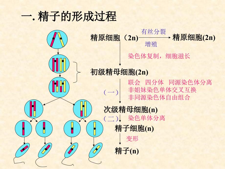 减数分裂与有性生殖细胞的成熟2课件_第4页